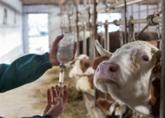 AMAZONAS DETERMINA VACINAÇÃO ANTIRRÁBICA OBRIGATÓRIA APÓS CASO CONFIRMADO
