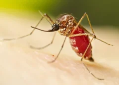 DENGUE, ZIKA, CHIKUNGUNYA E OROPOUCHE: SAIBA DIFERENÇAS E RISCOS DA AUTOMEDICAÇÃO