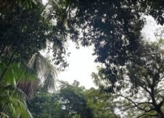 CIENTISTAS DA UEA E DO REINO UNIDO PUBLICAM ESTUDO SOBRE GERAÇÃO DE CHUVAS NA AMAZÔNIA