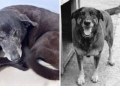 MORRE PRETINHA, MELHOR AMIGA DO CÃO ORELHA; ‘NÃO CONSEGUIMOS SALVÁ-LA’