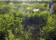 COMITÊ LISTA AÇÕES PRIORITÁRIAS PARA PROGRAMA DE REDUÇÃO DE AGROTÓXICO