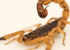 AVANÇO NA CIÊNCIA: MANAUS RECEBE PRIMEIRO CRIADOURO CIENTÍFICO PARA ESTUDO DE VENENO DE ESCORPIÕES