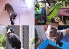 EQUIPES DO IPAAM RECOLHEM ANIMAIS MANTIDOS EM CATIVEIRO IRREGULAR EM MANAUS