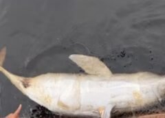 BOTO APARECE MORTO COM FERIMENTO SUSPEITO DE TIRO E REVOLTA MORADORES EM MANAUS