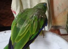 OPERAÇÃO CONTRA CATIVEIROS ILEGAIS RESGATA MAIS DE 50 ANIMAIS SILVESTRES NA ZONA LESTE DE MANAUS