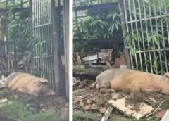 PORCO FERIDO HÁ CINCO DIAS AGONIZA EM CALÇADA E REVOLTA MORADORES NA ZONA LESTE DE MANAUS