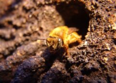 MANAUS SEDIA CONGRESSO DE MELIPONICULTURA COM FOCO EM ABELHAS SEM FERRÃO