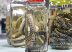 AMAZONAS REGISTRA QUASE 1000 ACIDENTES COM ANIMAIS PEÇONHENTOS EM APENAS 3 MESES