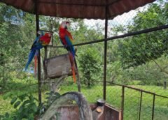 OPERAÇÃO RESGATA 15 ANIMAIS SILVESTRES MANTIDOS EM CATIVEIRO ILEGAL EM MANAUS
