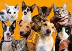 ANIMAIS RESGATADOS GANHAM NOVA CHANCE EM FEIRA DE ADOÇÃO NO MANAUARA SHOPPING