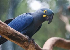 LISTA DE FAUNA AMEAÇADA TEM 180 ANIMAIS INCLUÍDOS E 150 RETIRADOS