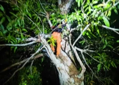SUSPEITO DE ASSALTO É ENCONTRADO ESCONDIDO EM ÁRVORE E ACABA PRESO NO INTERIOR DO AMAZONAS