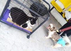 PREFEITURA DE MANAUS DIVULGA ORIENTAÇÕES PARA A VACINAÇÃO ADEQUADA E SEGURA DE CÃES E GATOS
