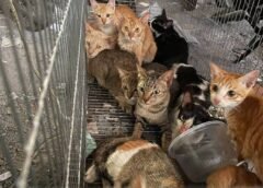 QUADRILHA É PRESA APÓS ROUBAR 2.700 GATOS QUE SERIAM MORTOS PARA CONSUMO